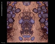 bacteria